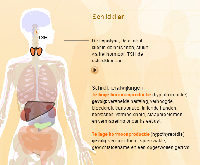 Schildklier (TSH, Totaal T4 en Totaal T3)