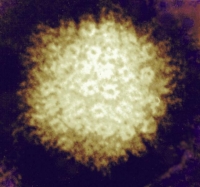 Varizella zoster virus  ben ik er immuum voor?