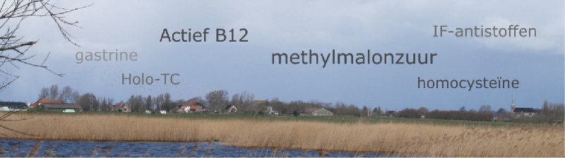 MMA vitamine B12 te kort Methylmalonzuur in Urine
