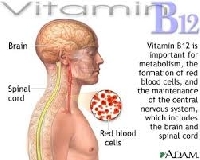 Intrinsic factor antistoffen Anti-IF B12 bloedarmoede