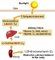 Actief Vitamine D 1,25-di-Hydroxy actief vitamine D